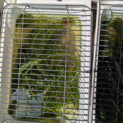 メダカ（楊貴妃）お譲りします。2025年１回目【GW限定】の画像