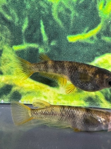 和墨月虎1ペア 産卵個体 (ka2MADAKA) てだこ浦西のその他の中古