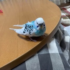 セキセイインコ探してください🙇‍♀️