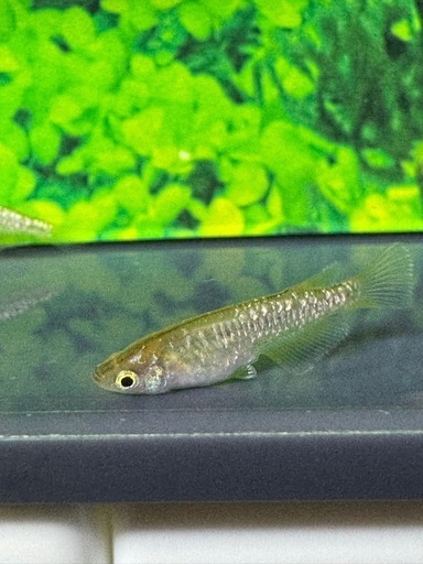 MNF系カガミ鱗色素有り1ペア(若魚) (ka2MADAKA) てだこ浦西のその他の