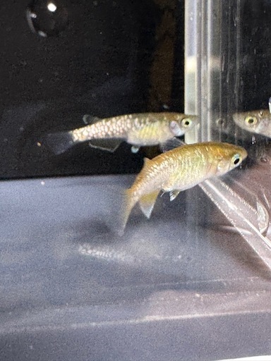 MNF系カガミ鱗色素有り1ペア(若魚)