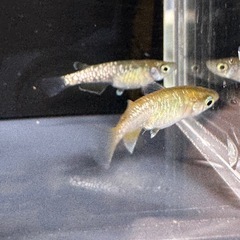 MNF系色カガミ鱗素有り1ペア(若魚)