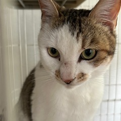 保護猫1歳くらい去勢済み　福ちゃん
