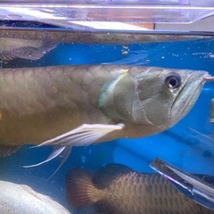 シルバーアロワナ60センチ