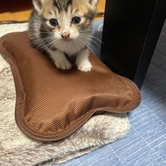 生後3週間の子猫 〘 募集停止〙