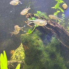 シルバーチップ・テトラ　熱帯魚 