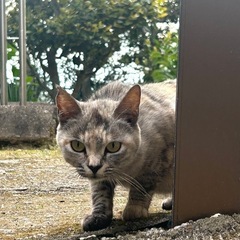 子育て中のママ