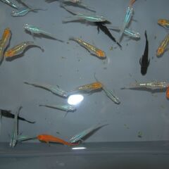 メダカ　MIX　40匹位の画像