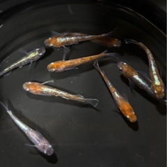 メダカ 菊銀美人 9匹 めだか