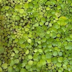 水草・浮草