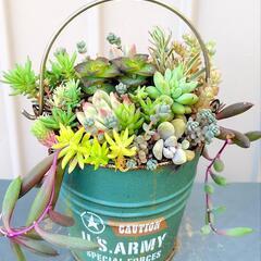 多肉植物　寄せ植え　バケツ　3号