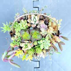 多肉植物　寄せ植え　バケツ　3号の画像