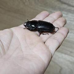 能勢産オオクワガタSR血統♂83㍉♀52㍉の画像
