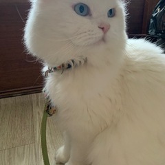 言語交換する方を募集します