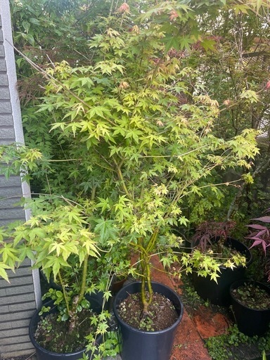 植物　紅葉