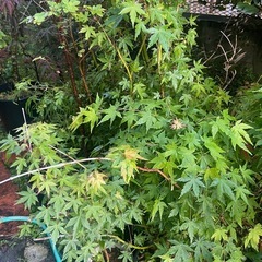 植物　紅葉