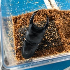 各種カブトムシ.クワガタ（ツヤちゃんのクワガタ道の駅足柄.金太郎のふるさと店）の画像