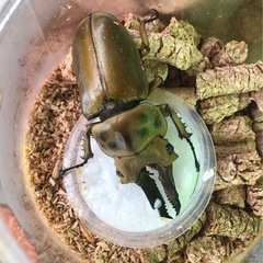 各種カブトムシ.クワガタ（ツヤちゃんのクワガタ道の駅足柄.金太郎のふるさと店）の画像