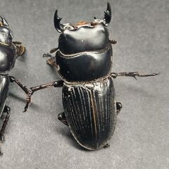スキットオオクワガタ♂単品【使用済み】　