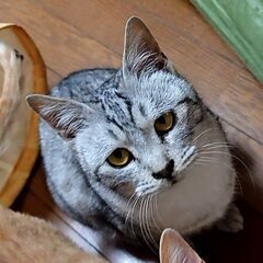 スリスリコロコロ人が大好きごま豆腐君の家族募集！