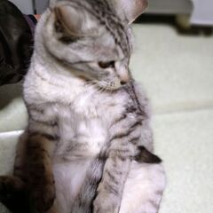 【募集停止】スリスリコロコロ人が大好きごま豆腐君の家族募集！ - 猫