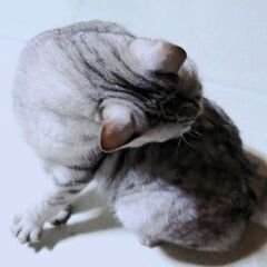【募集停止】スリスリコロコロ人が大好きごま豆腐君の家族募集！ − 長野県