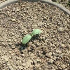 ウリ科の苗