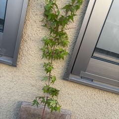 サンゴモミジ　苗木　約70cm  スリット鉢　小さなシマトネリコつきの画像