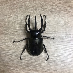「GW」セールアトラスオオカブト♂