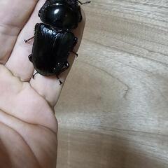 能勢産オオクワガタSR血統♂83㍉♀52㍉の画像