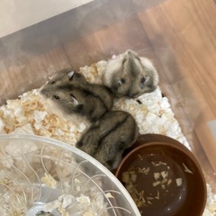 ジャンガリアンハムスター - 鯖江市