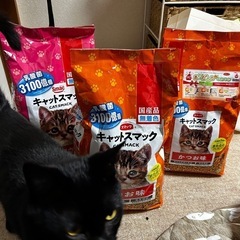 取引成立 キャットフード  キャットスマック 2kg×3袋 