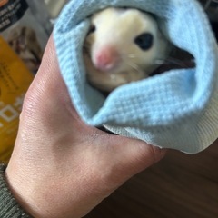 フクロウモモンガ