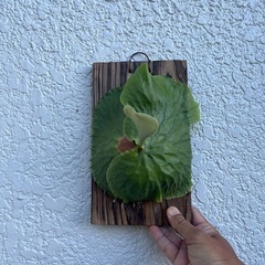 ビカクシダ　エラワン