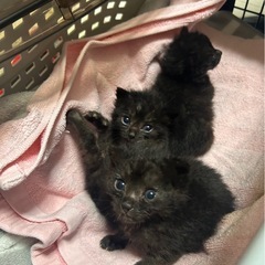 黒猫子猫男の子と女の子