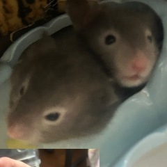 セーブルハムスター2匹とクロクマの里親募集
