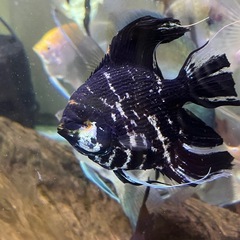 訳あり エンゼルフィッシュフィッシュ 熱帯魚