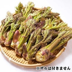 天然タラの芽500g