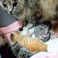お母さん猫　里親さん決まりました