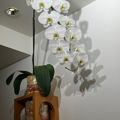 胡蝶蘭の苗　1つ