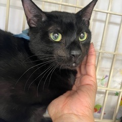 サブ君は人懐こい黒猫