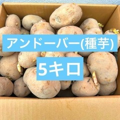 北海道産　アンドーバー種芋（ジャガイモ）箱込み約5kg