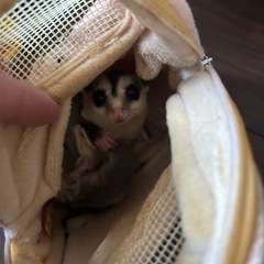里親募集してます