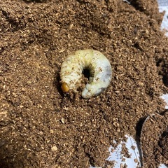 コクワガタ幼虫　10匹まで