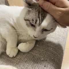 もう涙はいらない天使「ルイくん」。呼べば飛んでくる男子です - 猫