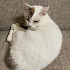 もう涙はいらない天使「ルイくん」。呼べば飛んでくる男子です - 里親募集