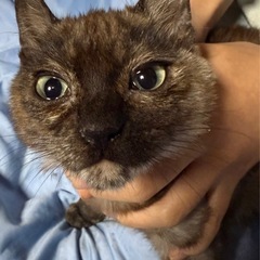 推定5〜6ヶ月のメス猫　里親募集中