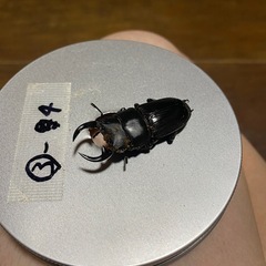 オオクワガタ小型ペア