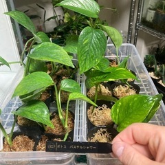 幻のポトス　パステルシャワー