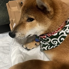 柴犬